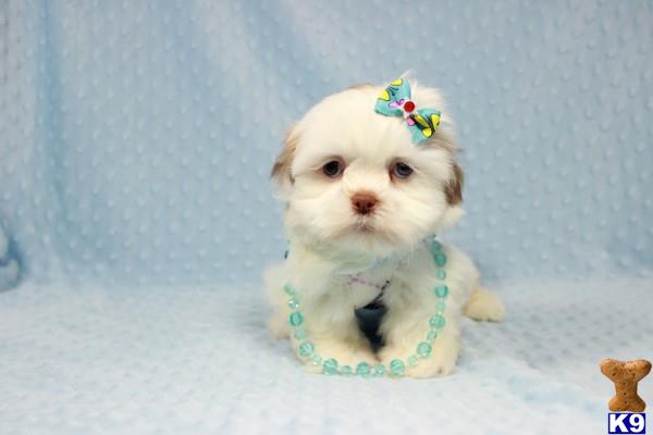 lvpuppyheaven Picture 3